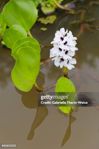 water hyacinth - cuiaba river stock pictures, royalty-free photos & images