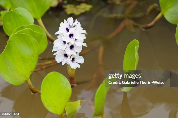 water hyacinth - cuiaba river stockfoto's en -beelden