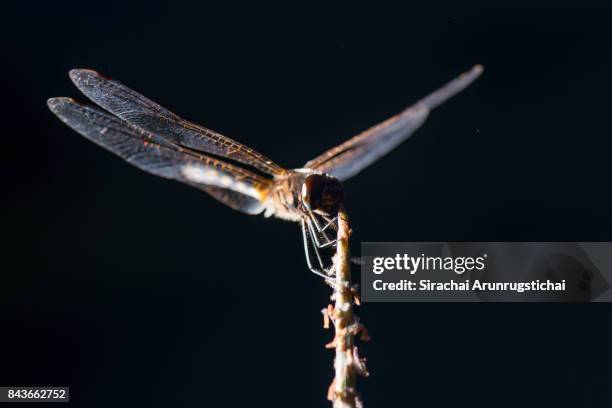 dragonfly perching with dark background - insektsmandibel bildbanksfoton och bilder