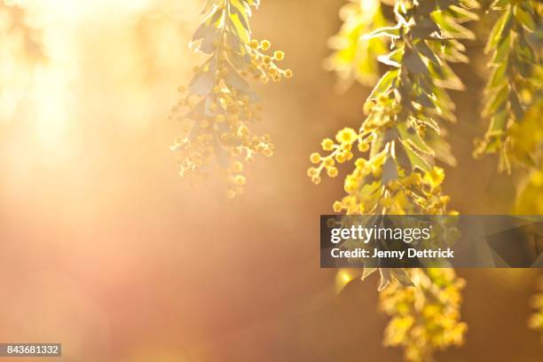 wattle flower - acacia tree stock pictures, royalty-free photos & images