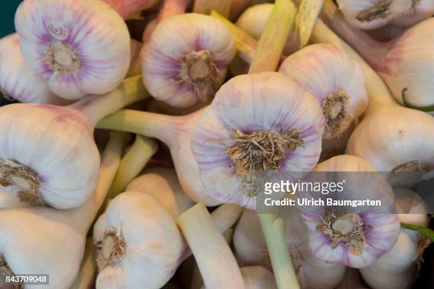 Symbol photo on the topic spices, nutrition, health, food scandal, etc. The photo shows fresh garlic from France.