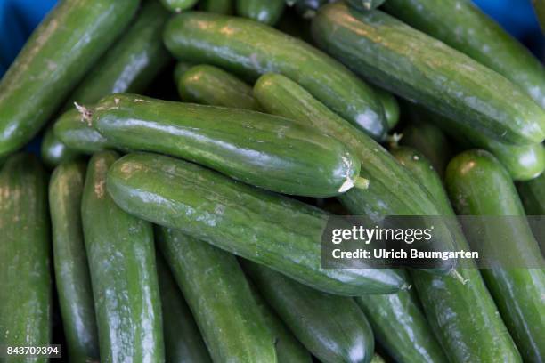 Symbol photo on the topic vegetables, nutrition, health, food scandal, etc. The photo shows salad cucumbers.