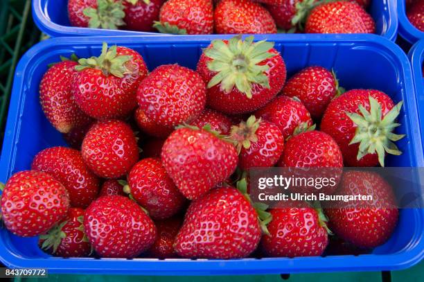 Symbol photo on the topic fruit, nutrition, health, food scandal, etc. The photo shows strawberries from Spain.