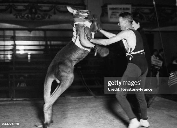 Match de boxe entre un kangourou et un homme.