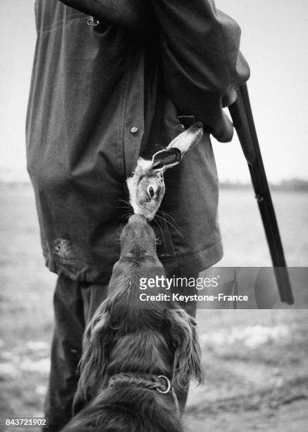 Un chien renifle la tête d'un lapin qui dépasse de la poche d'un chasseur, en France en 1954.