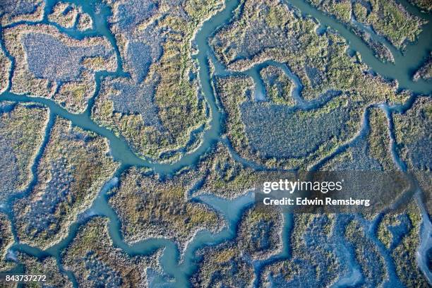 marsh grasses - marsh stock pictures, royalty-free photos & images