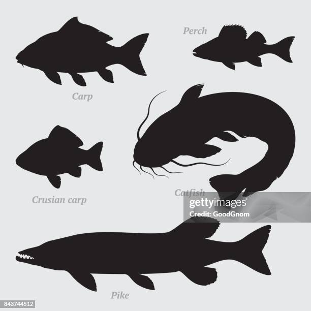 illustrations, cliparts, dessins animés et icônes de silhouettes de poissons ensemble - prise de pêche