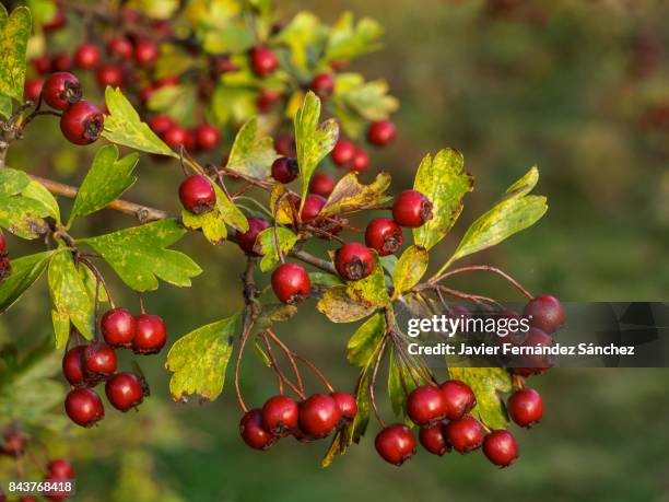 the red fruits of the hawthorn (crataegus monogyna). hawthorn berries. - hawthorns stock-fotos und bilder