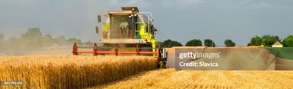 Harvester kombinieren sie ernten Weizen im Sommer