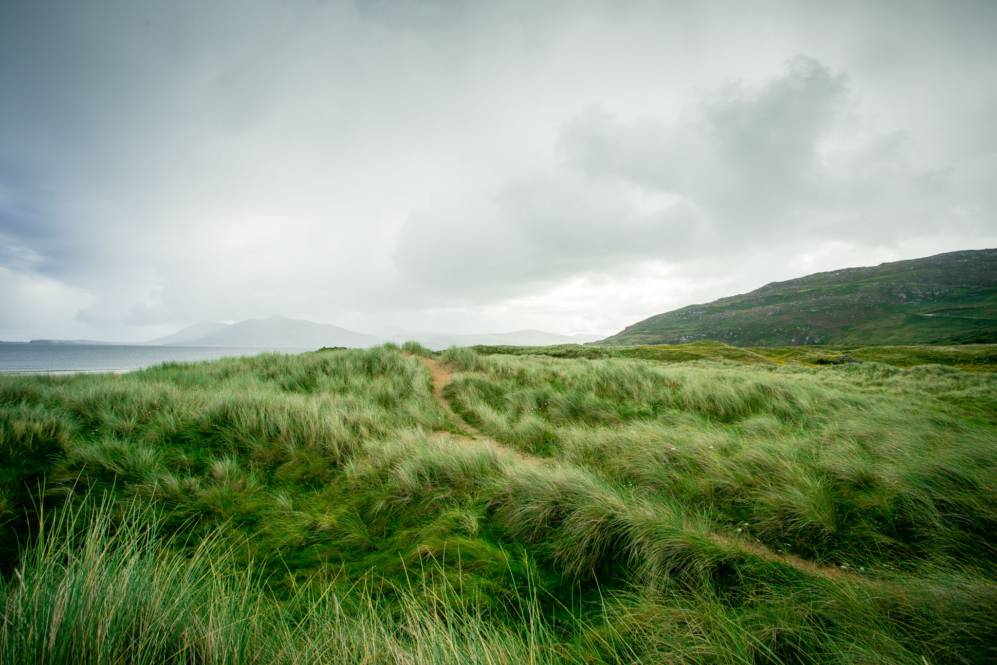 Wild grasses along the coast Wild grasses along the coast