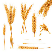 Wheat ears and seeds realistic vectors collection