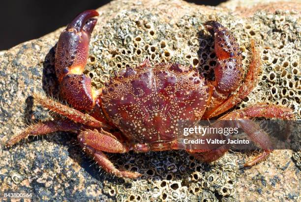 warty crab (eriphia verrucosa) - algarve crab stock pictures, royalty-free photos & images