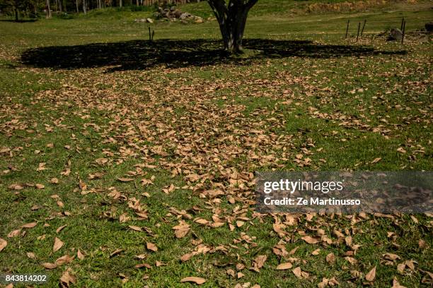 tree - echolocation stock pictures, royalty-free photos & images