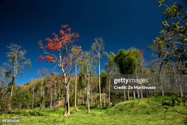 tree - echolocation stock pictures, royalty-free photos & images