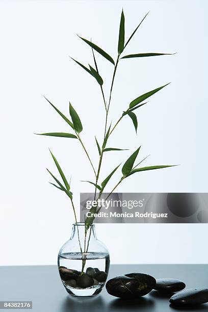 1,132 La Bamboo A Stock Photos, High-Res Pictures, and Images - Getty ...