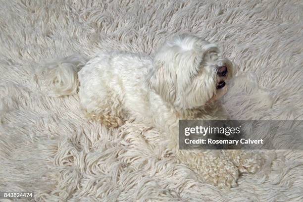 white dog camouflaged on white wool carpet. - 模倣 ストックフォトと画像