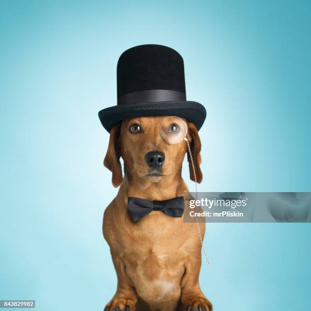 dachshund wearing top hat and monacle - cartola imagens e fotografias de stock