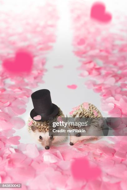 バージン ロードを歩いて新郎新婦・ ザ ・ ヘッジホッグ - african pygmy hedgehog ストックフォトと画像