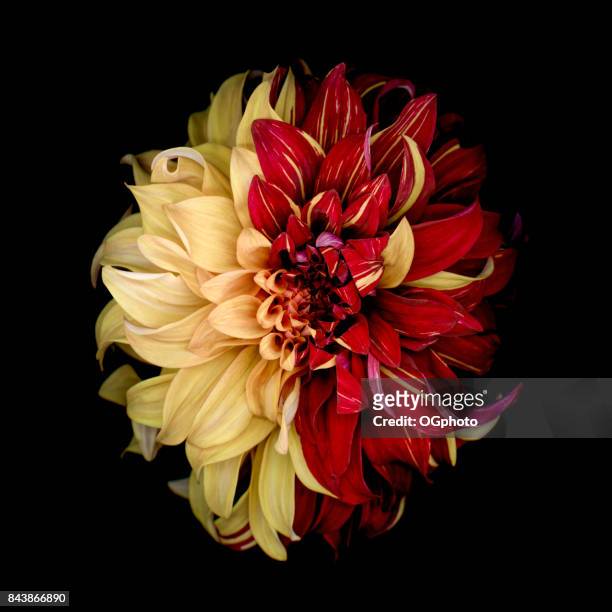 indecision - yellow and red dahlia - ogphoto stock pictures, royalty-free photos & images