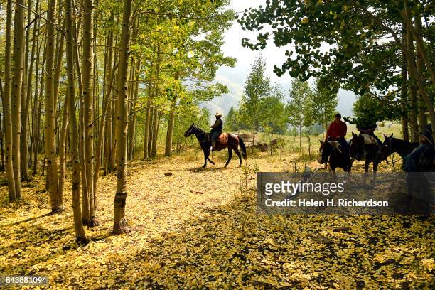 Outfitter Jared Wester, middle, leads riders through a beautiful Aspen grove during a trail ride along Upper Capitol Creek Trail with massive Capitol...
