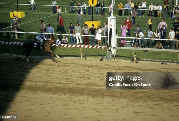 Jockey Ron Turcotte sits atop of Secretariat racing in the lead, crossing the finish line first at the Preakness Stakes, May 19, 1973 at Pimlico Race...