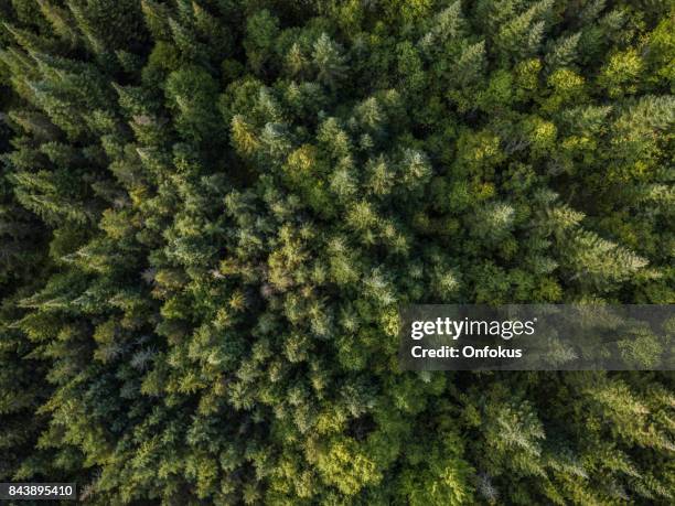 luftaufnahme des borealen natur wald im sommer - borealer wald stock-fotos und bilder