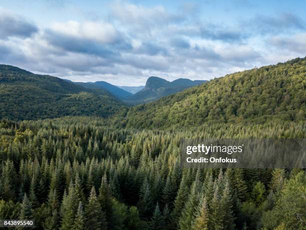 aerial view of boreal nature forest and mountain in summer - boreal forest stock pictures, royalty-free photos & images