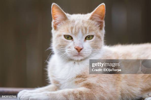 portrait of cat looking at the camera - orange cat ears stock pictures, royalty-free photos & images
