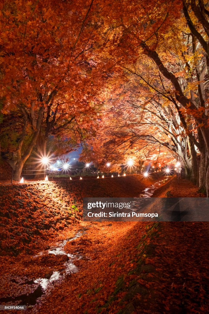 The Tunnel of Maple trees light up festival at the Momiji corridor in Lake Kawaguchi, Japan