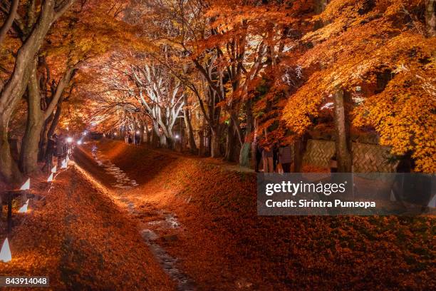 the tunnel of maple trees light up festival at the momiji corridor in lake kawaguchi, japan - lake kawaguchi imagens e fotografias de stock