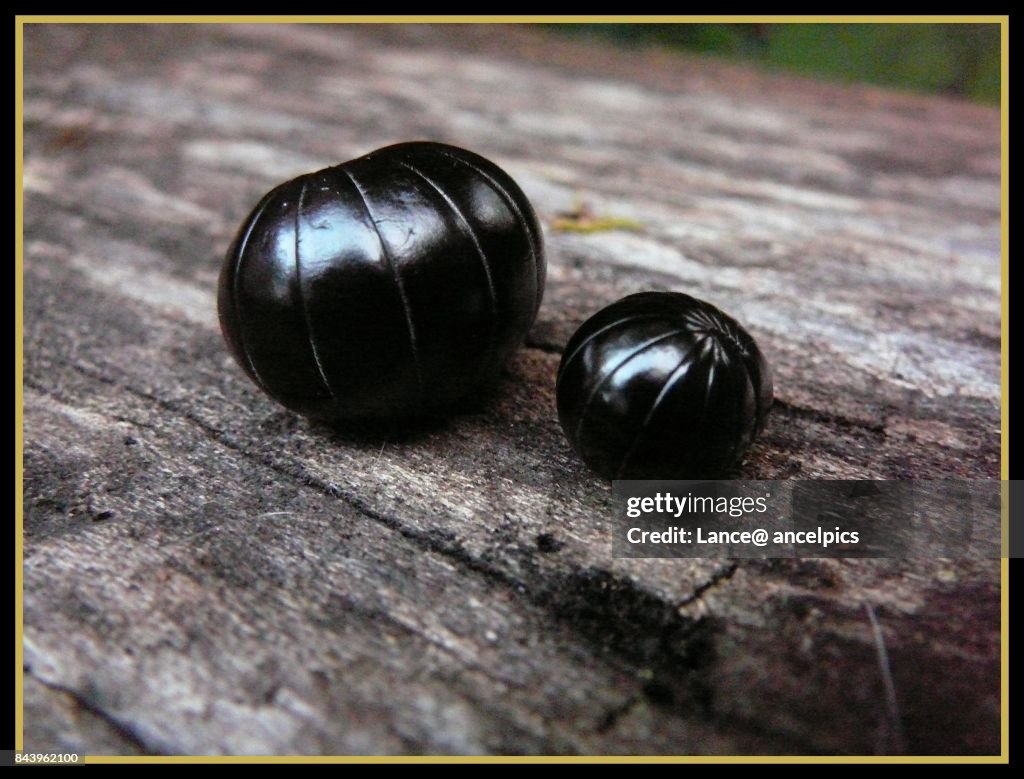 Pill Beetles