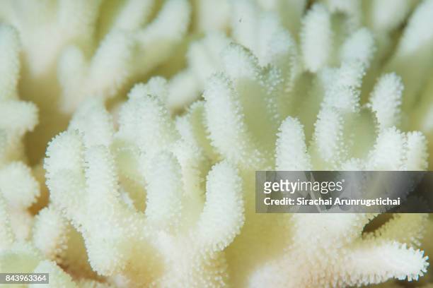 close-up detail of coral bleaching - hard coral stock-fotos und bilder