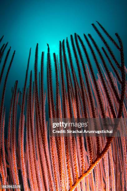 red harp coral (ctenocella sp.) against the sun in blue water - gorgonia sp stock pictures, royalty-free photos & images