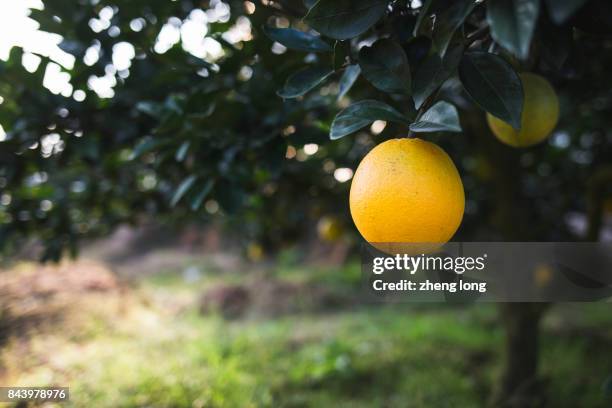 navel orange orchard in jiangxi province,china - ネーブルオレンジ ストックフォトと画像