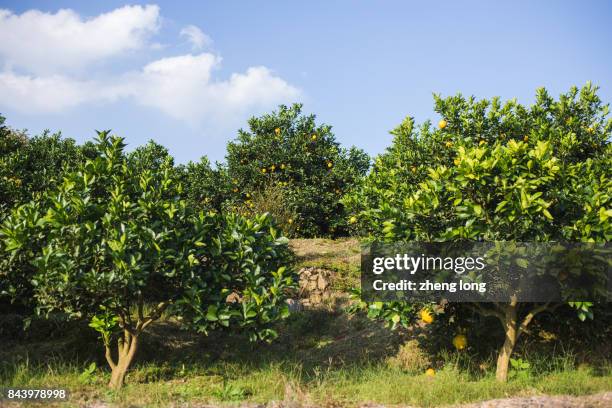 navel orange orchard in jiangxi province,china - ネーブルオレンジ ストックフォトと画像