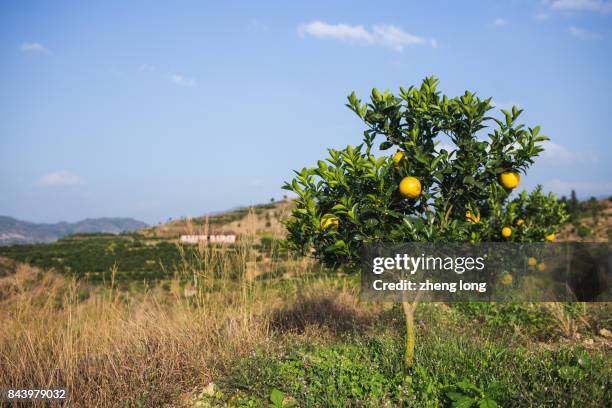 navel orange orchard in jiangxi province,china - ネーブルオレンジ ストックフ��ォトと画像