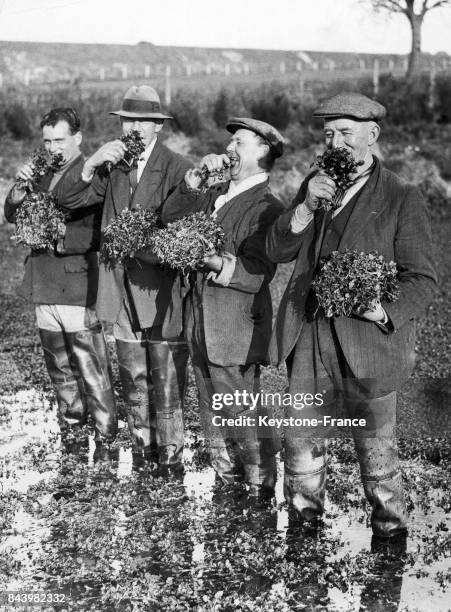 Récolte du cresson dans une cressonnière à Arelsford, Royaume-Uni, le 27 novembre 1937.