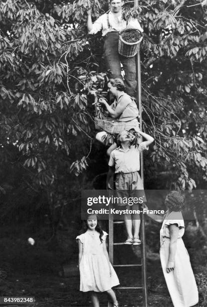 Famille cueillant des cerises.