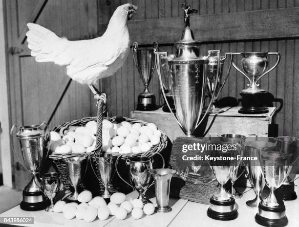 Une poule blanche appartenant à un fermier californien pose à côté d'un panier d'oeufs et des trophées qu'elle a remportés lors de différents...