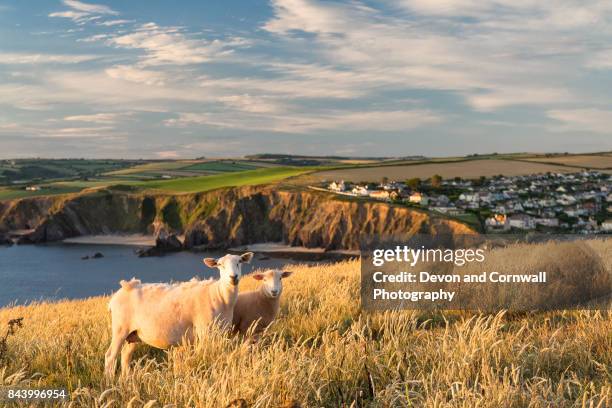 hope cove, devon - south west coast path stock pictures, royalty-free photos & images