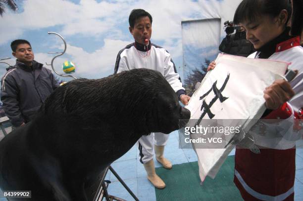 Sea lion Peter writes a Chinese character, "Niu," that means "the ox," with a brush pen on January 21, 2009 in Ningbo, Zhejiang Province, China. It...
