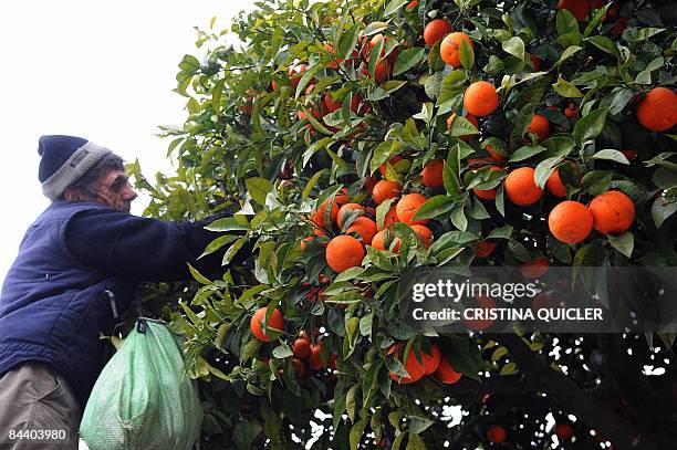 Immigrant labourers pick oranges on January 22, 2009 in Seville. The bulk of the bitter oranges are exported to Britain for making marmalade.AFP...