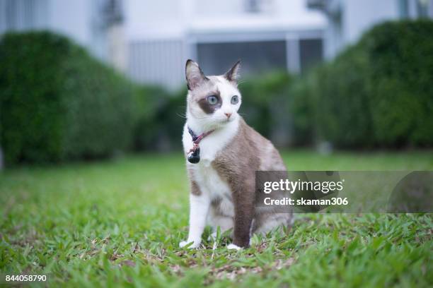 snap shot of siamese calico cat standing near window - black siamese cat stock pictures, royalty-free photos & images
