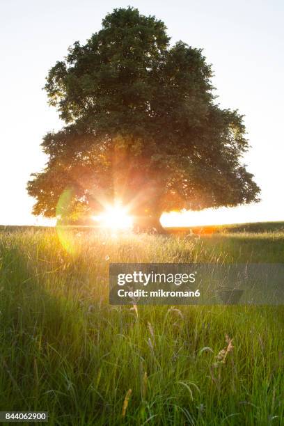 sun rays through tree,  co. tipperary, ireland - county tipperary stock pictures, royalty-free photos & images