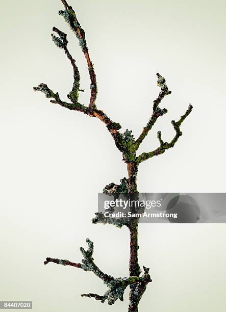branch with lichen and moss - branch stock pictures, royalty-free photos & images