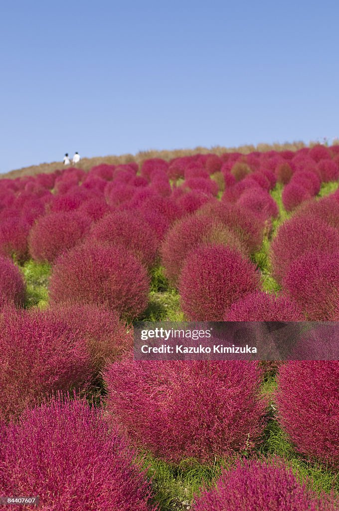 Kochia