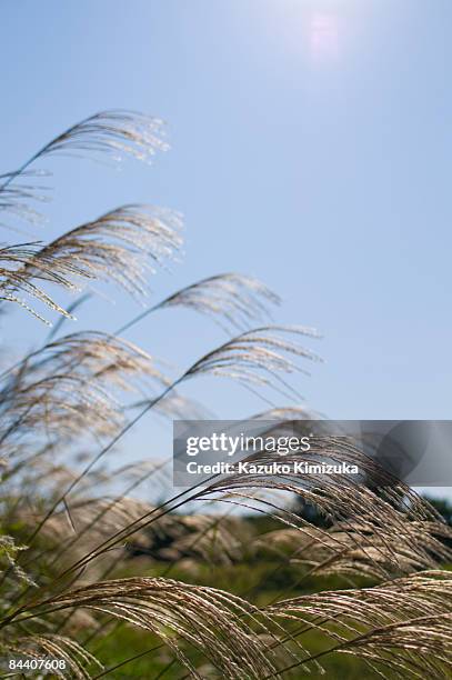 japanese pampas grass - kazuko kimizuka ストックフォトと画像
