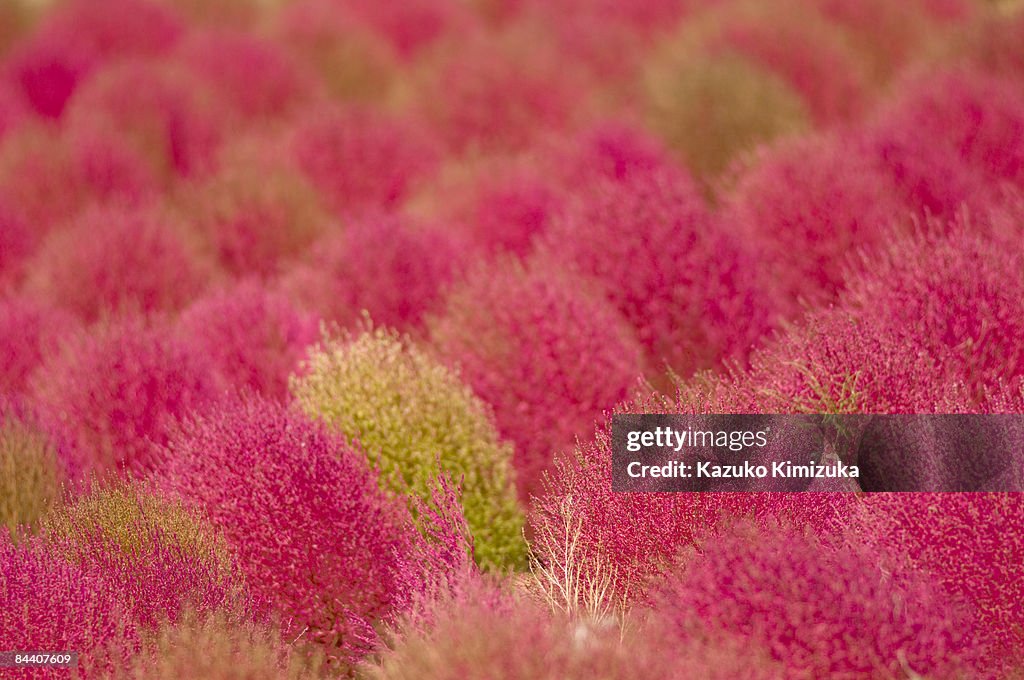 Kochia