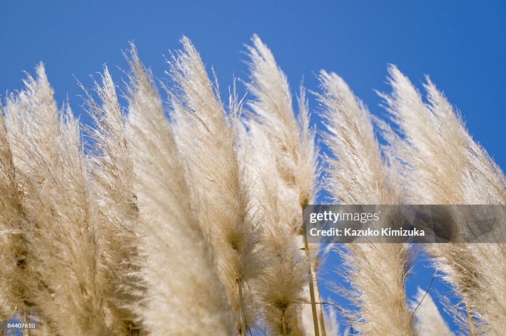 Pampas grass
