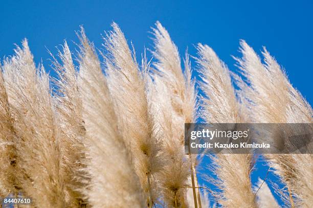 pampas grass - kazuko kimizuka stockfoto's en -beelden